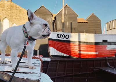 Dog walker French Bulldog at Hastings Old Town Fishing Huts St Leonards on Sea